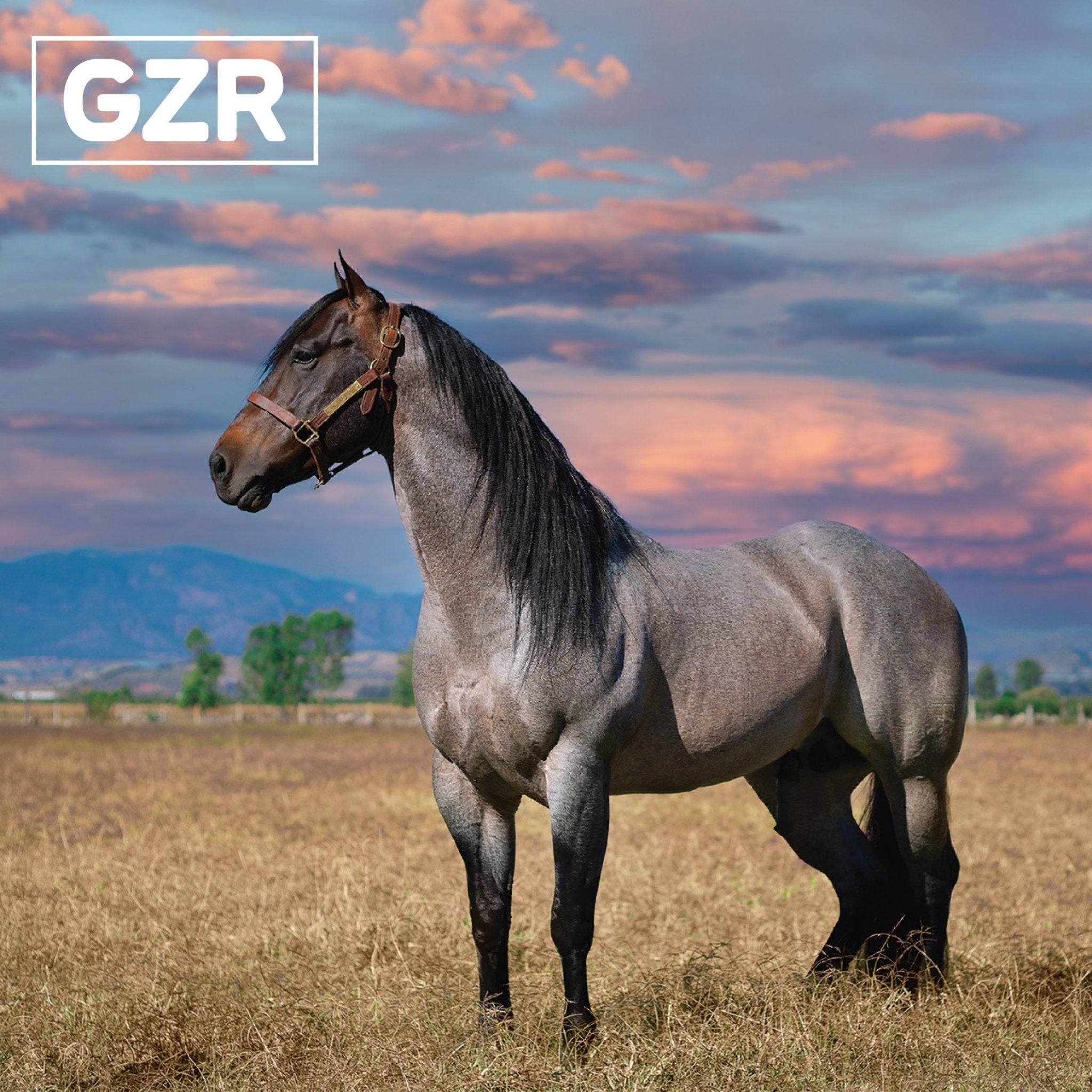 Let's Talk About It: Unleash Your Inner Stallion with GZR - GZR
